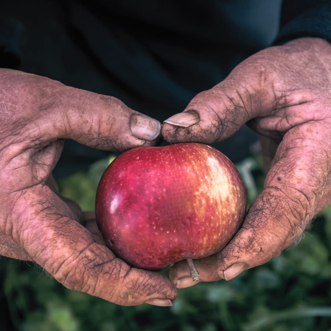 Ancestral wisdom gets handed to you by elderly hands in the form of an apple