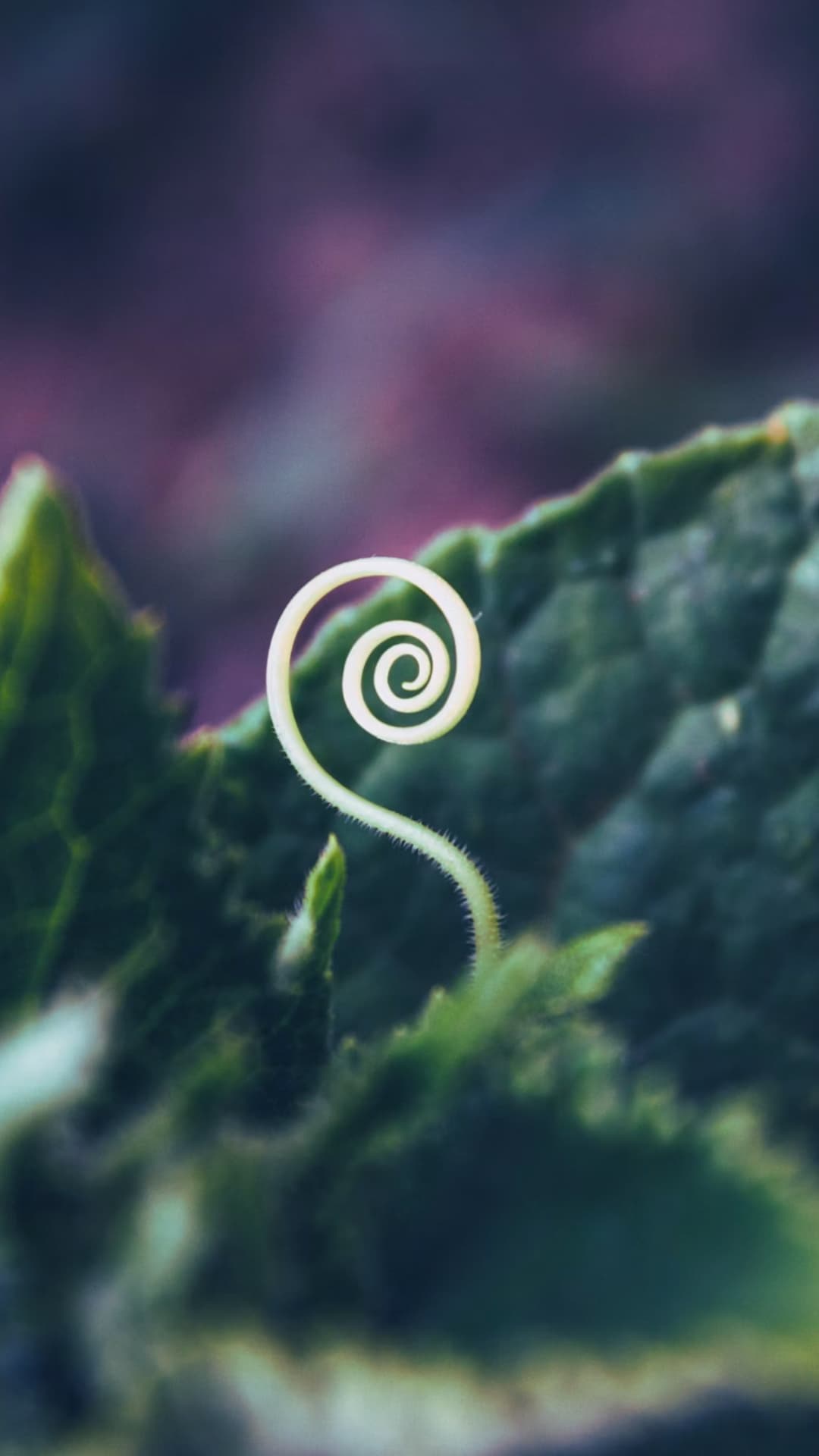 green plant tendril forming a spiral, symbolizing cycles, transformation, and growth, used to represent the Baba Yaga menstrual cycle coach app